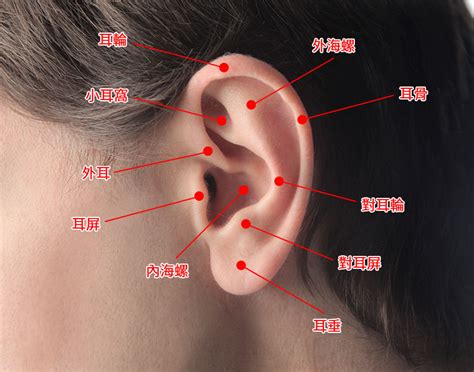 疼痛指數耳洞位置 八卦圖